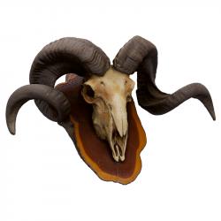 Mouflon Skull Animal Base Scan